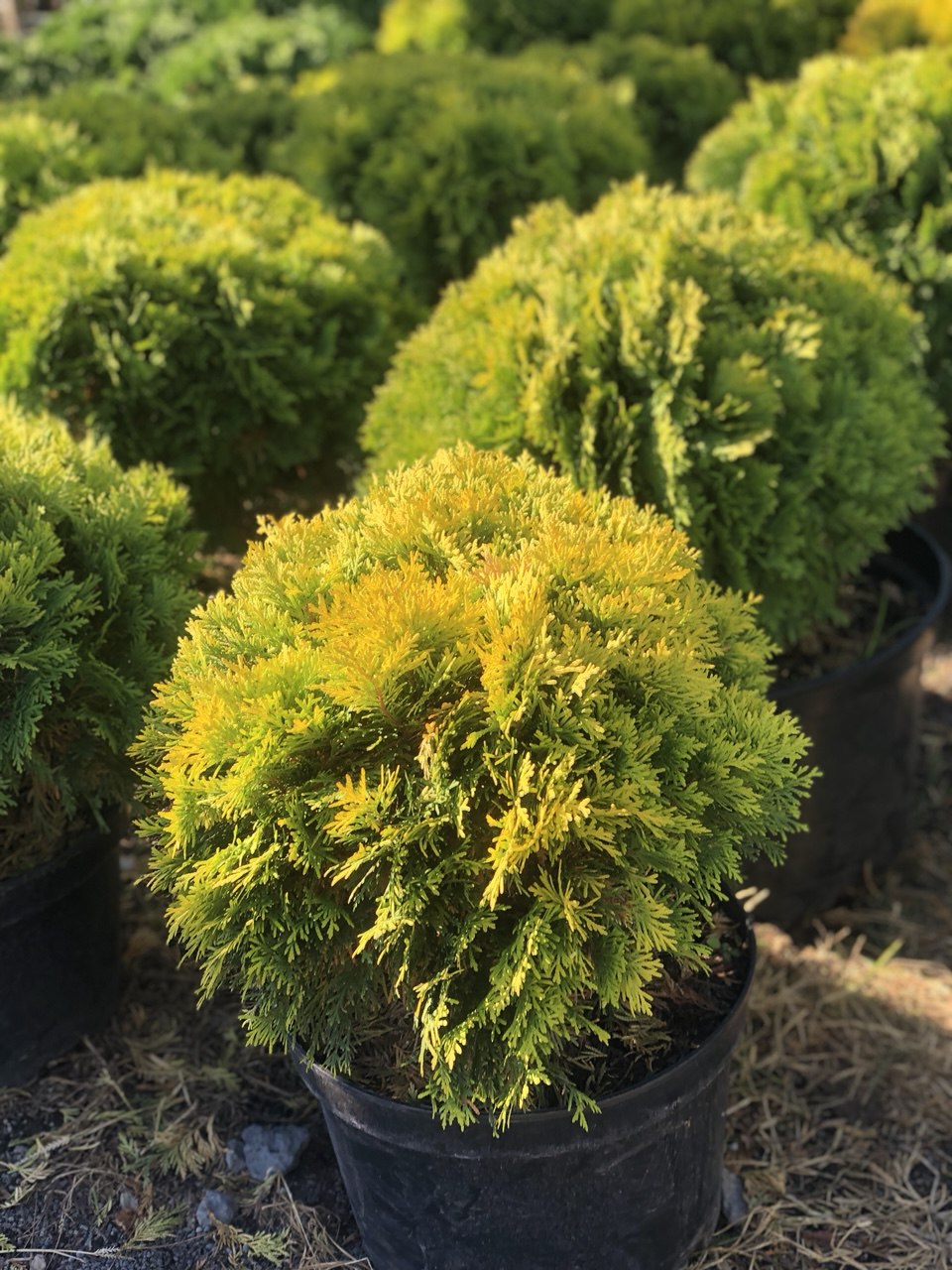 Thuja occidentalis ‘Mirjam’ tuia glob