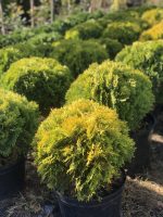 Thuja Mirjam - imagine 5