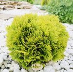 Thuja Mirjam - imagine 2