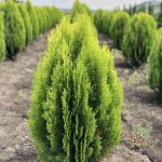 Thuja Aurea Nana