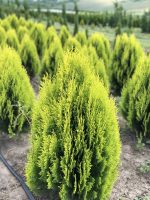 Thuja Aurea Nana - imagine 4