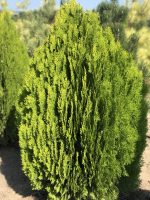 Thuja Aurea Nana - imagine 3