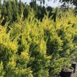 Gold Rider Cupressocyparis leylandii