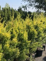 Gold Rider Cupressocyparis leylandii