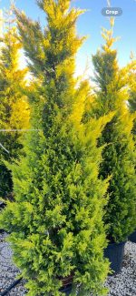 Gold Rider Cupressocyparis leylandii - imagine 4