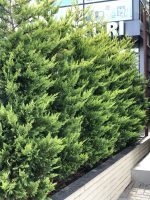 Gold Rider Cupressocyparis leylandii - imagine 5