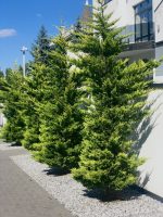 Gold Rider Cupressocyparis leylandii - imagine 6