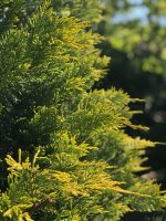 Gold Rider Cupressocyparis leylandii - imagine 7