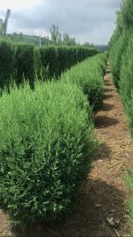 Blue Jeans Cupressocyparis leylandii Ball - imagine 2