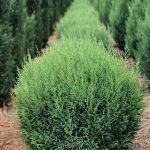 Blue Jeans Cupressocyparis leylandii Ball
