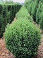 Blue Jeans Cupressocyparis leylandii Ball