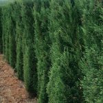 Leylandii Blue Jeans (forma de bloc)