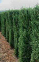 Leylandii Blue Jeans (forma de bloc)