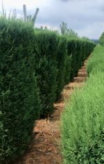 Leylandii Blue Jeans (forma de bloc) - imagine 2