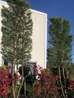 Spalier Cupressocyparis leylandii - imagine 3