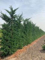 Spalier Cupressocyparis leylandii