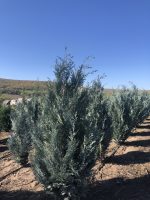 Chamaecyparis Columnaris - imagine 2