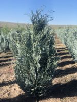 Chamaecyparis Columnaris - imagine 4