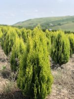 Chamaecyparis  Aurea - imagine 2