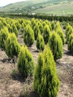 Chamaecyparis  Aurea - imagine 3
