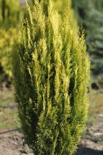 Chamaecyparis  Aurea - imagine 4