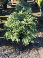 Chamaecyparis Globosa - imagine 2