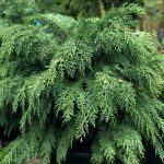 Chamaecyparis Globosa