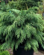 Chamaecyparis Globosa