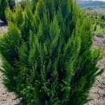 Chamaecyparis Ivonne