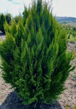 Chamaecyparis Ivonne