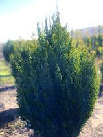 Chamaecyparis Ivonne - imagine 2