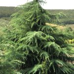 Cedrus deodara