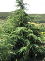 Cedrus deodara