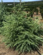 Cedrus deodara - imagine 3