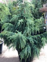 Cedrus deodara - imagine 2