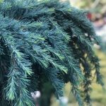 Cedrus Feelin’ Blue