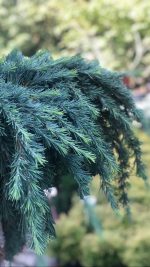 Cedrus Feelin’ Blue