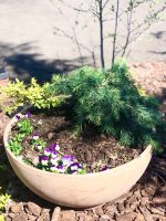 Cedrus Feelin’ Blue - imagine 3