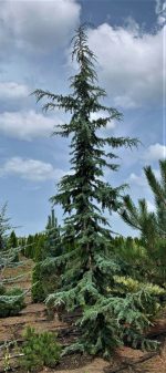 Cedrus atlantica ‘Glauca’ - imagine 3