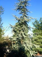 Cedrus atlantica ‘Glauca’ - imagine 2