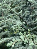 Cedrus atlantica ‘Glauca’ - imagine 4