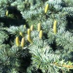 Cedrus atlantica ‘Glauca’