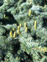 Cedrus atlantica ‘Glauca’