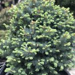 Abies lasiocarpa Compacta