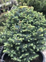 Abies lasiocarpa Compacta