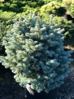 Abies lasiocarpa Compacta - imagine 2