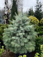 Abies Concolor - imagine 2