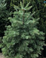 Abies Concolor - imagine 4