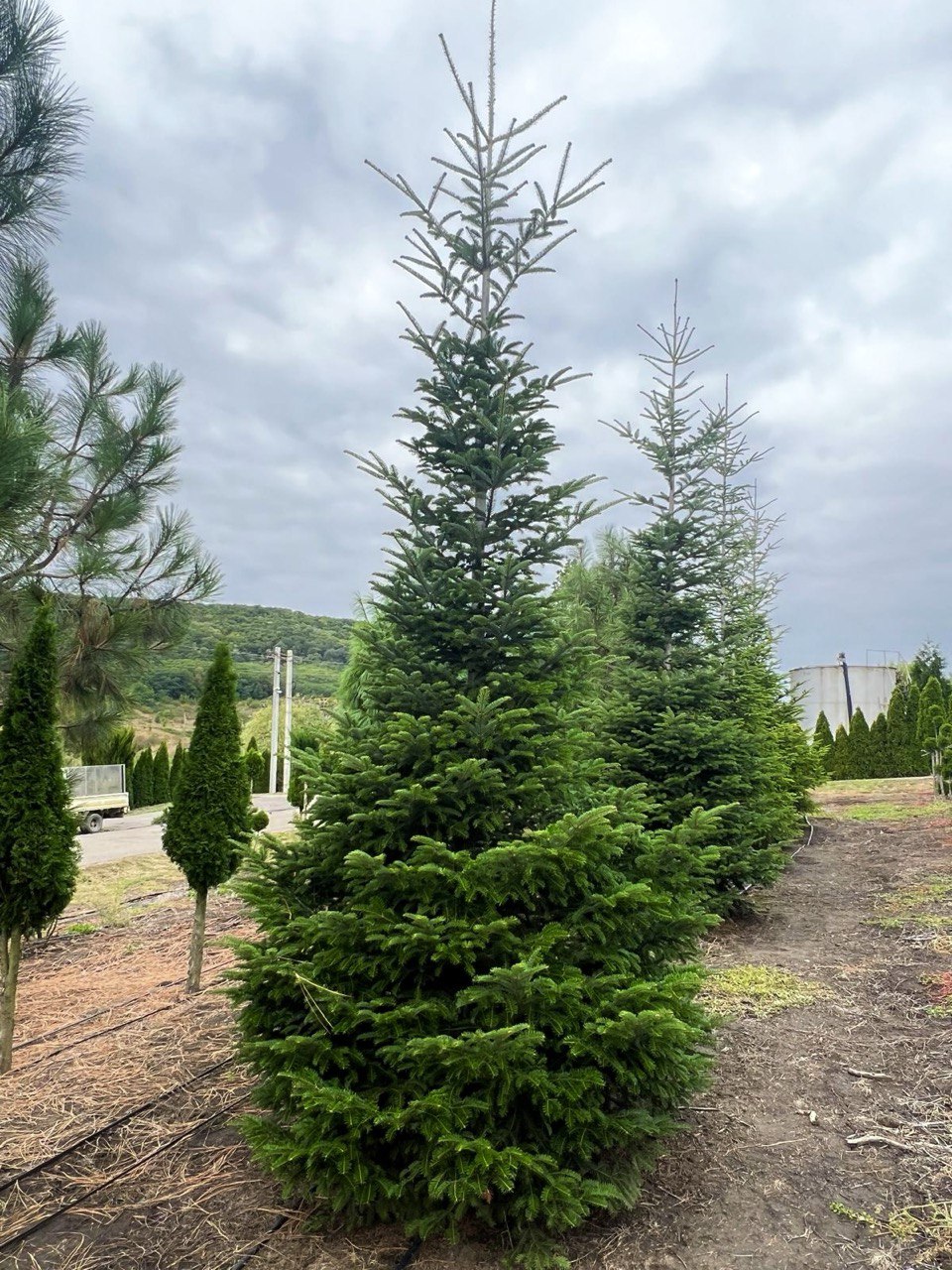 Abies alba Abies Alba - imagine 1