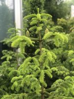 Abies Nordmanniana - imagine 3